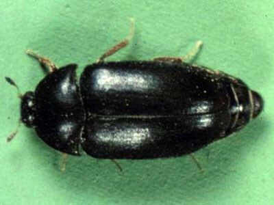 black-carpet-beetle