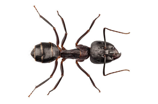 carpenter-ants-bay-area-pest-control