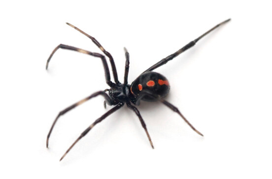 Black Widow Spider in Northern Ca - AAI Pest Control